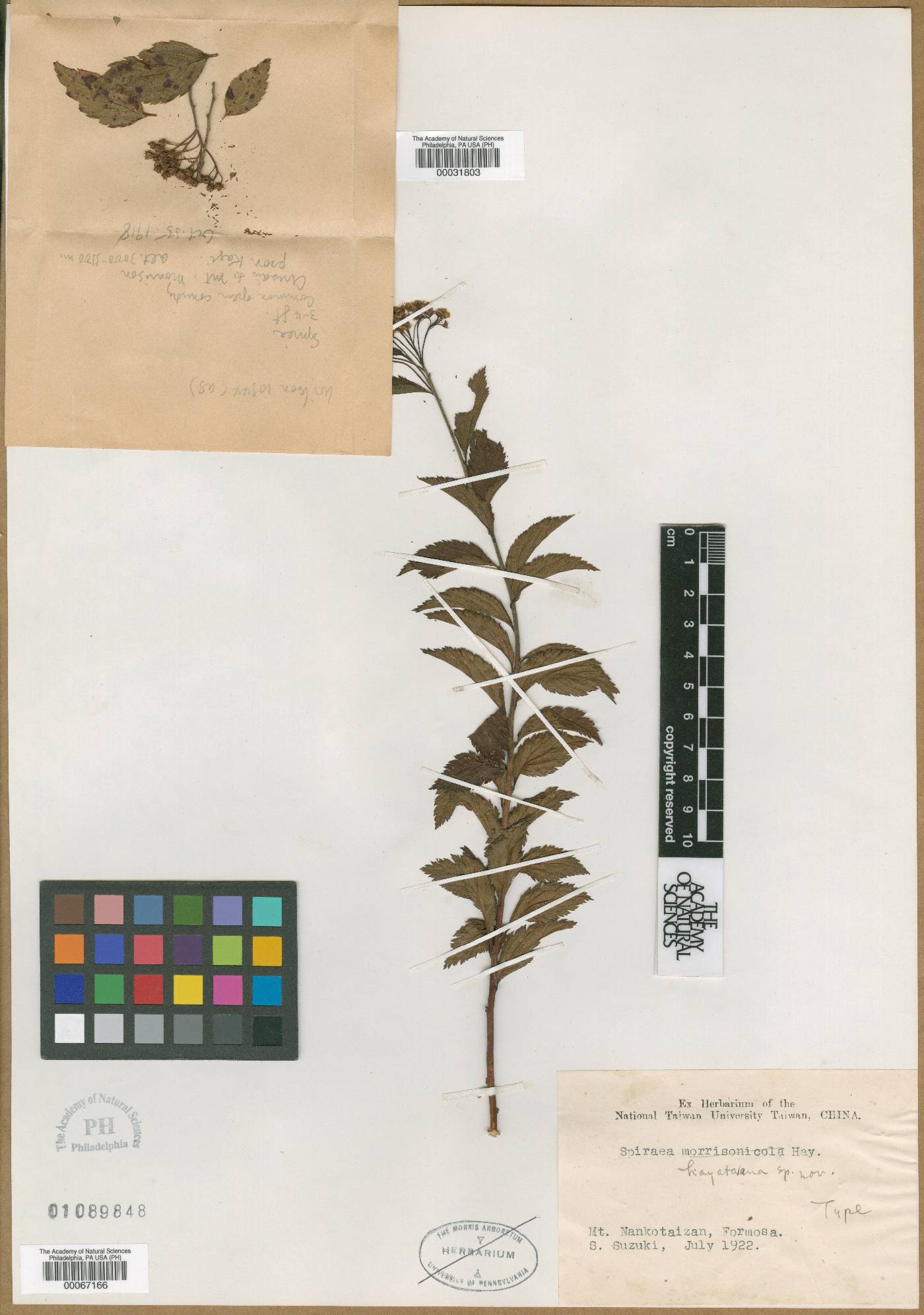 Spiraea morrisonicola image