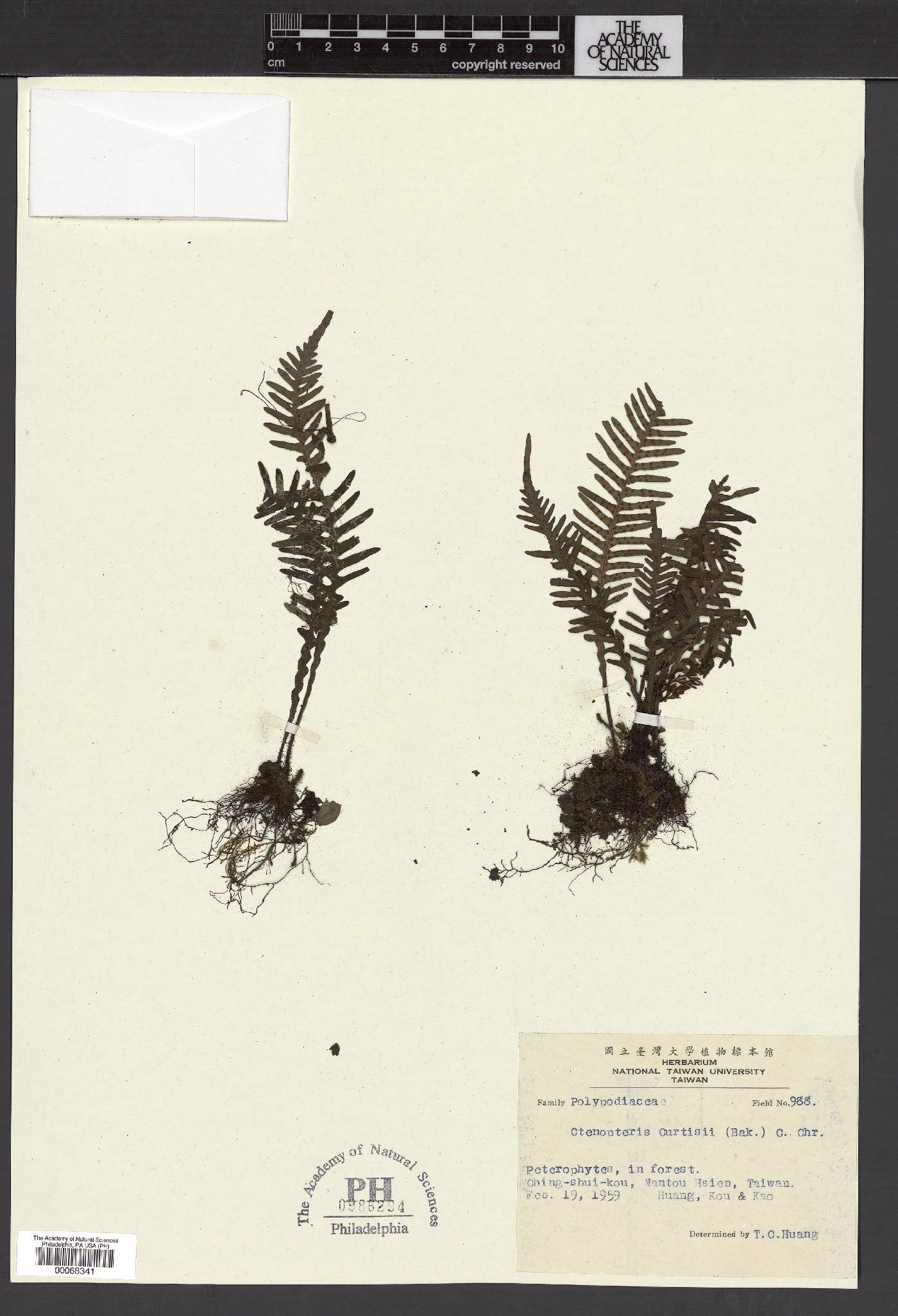 Grammitidaceae image