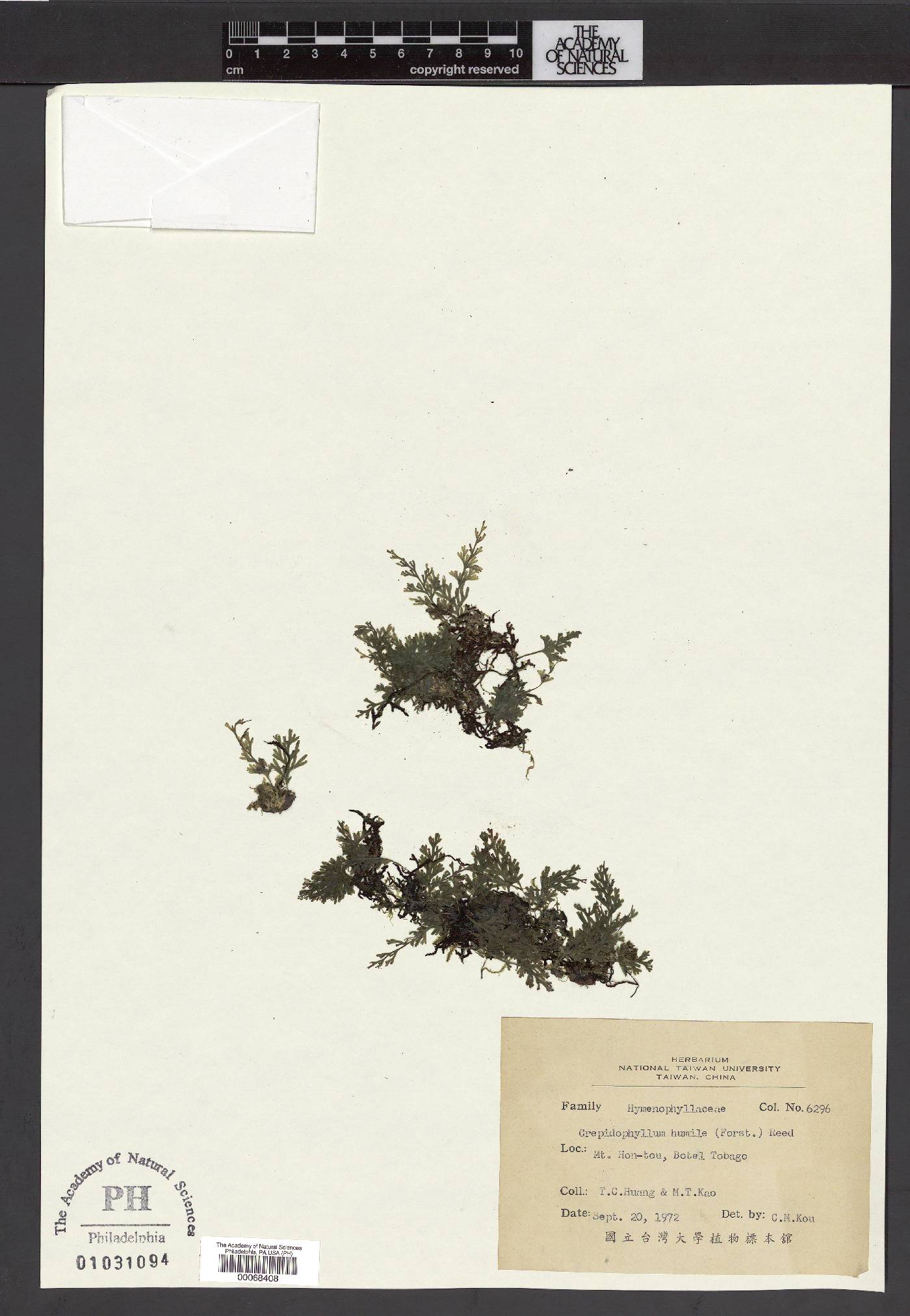 Crepidophyllum image