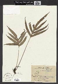 Crypsinus taeniatus image