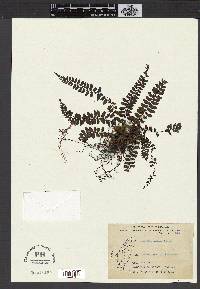 Athyrium nakanoi image