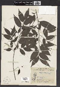 Antidesma japonicum image