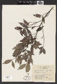 Antidesma japonicum image