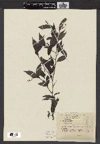 Antidesma japonicum image