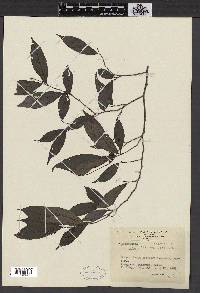 Antidesma japonicum image