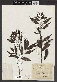 Antidesma japonicum image