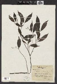 Antidesma japonicum image