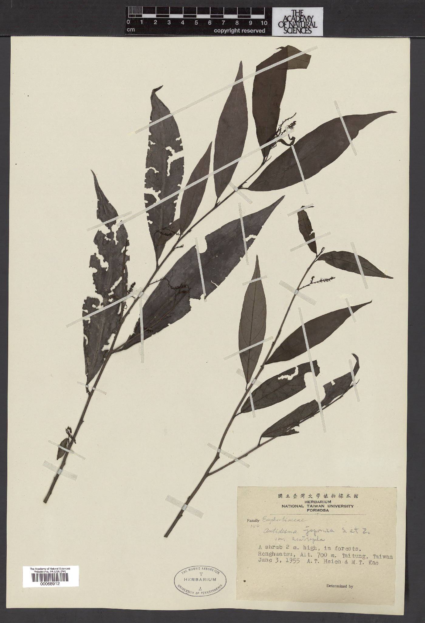Antidesma japonicum var. japonicum image