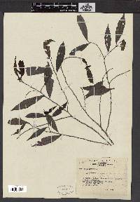 Antidesma japonicum image