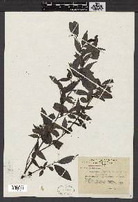 Antidesma japonicum image