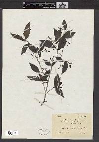 Media resource of Antidesma japonicum