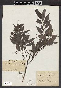 Antidesma japonicum image