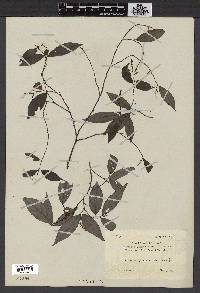 Antidesma japonicum image