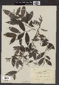 Antidesma japonicum image