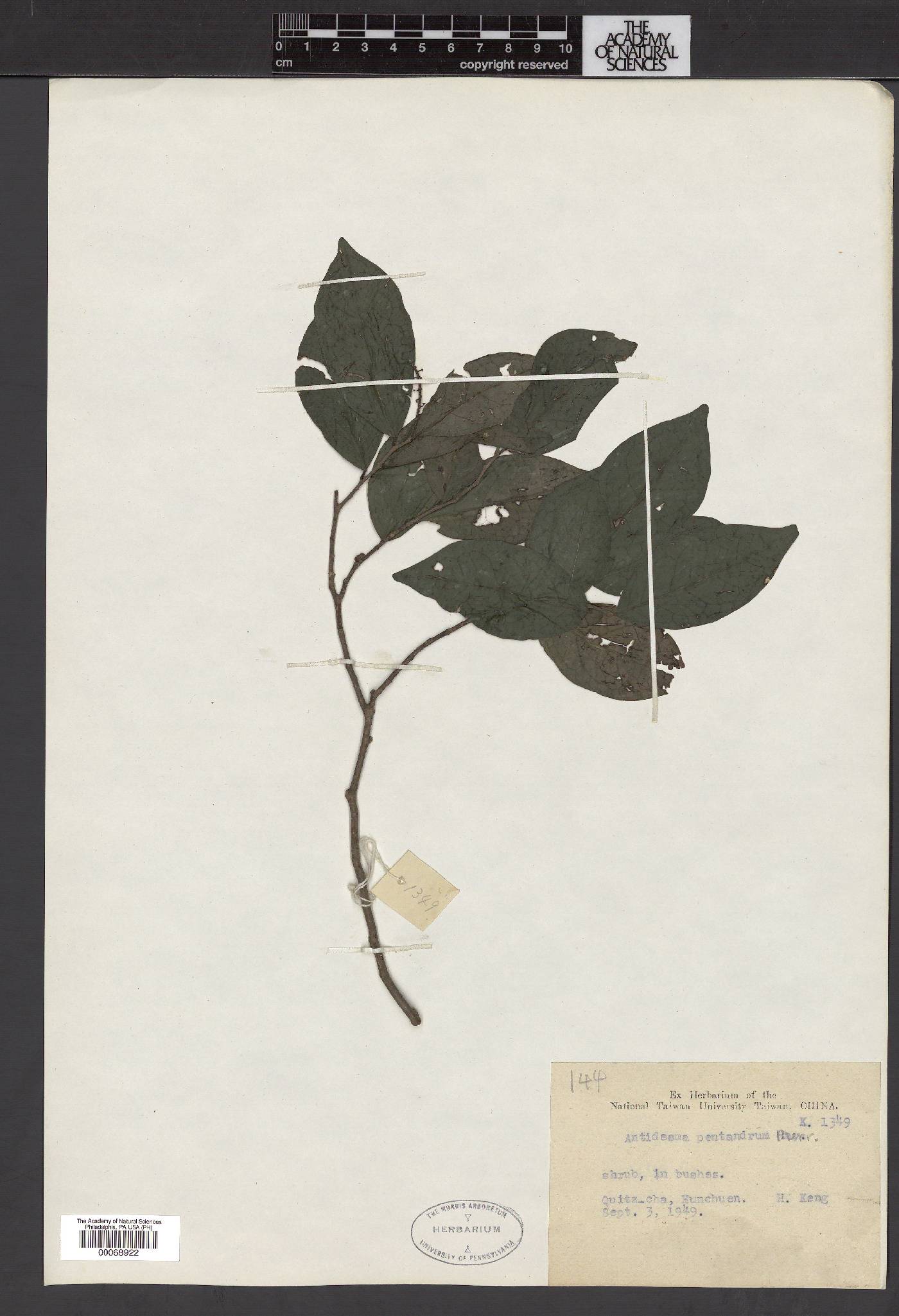 Antidesma montanum var. montanum image