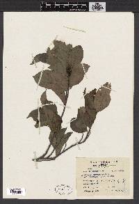 Antidesma montanum image