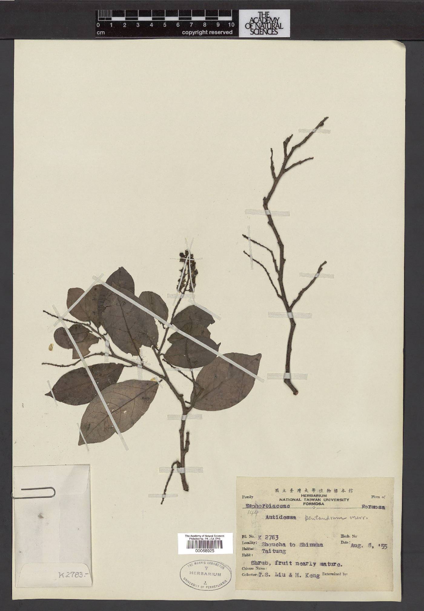Antidesma montanum var. montanum image