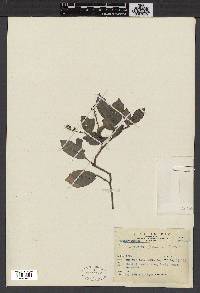 Antidesma montanum image