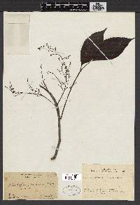 Bischofia javanica image