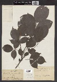 Bischofia javanica image
