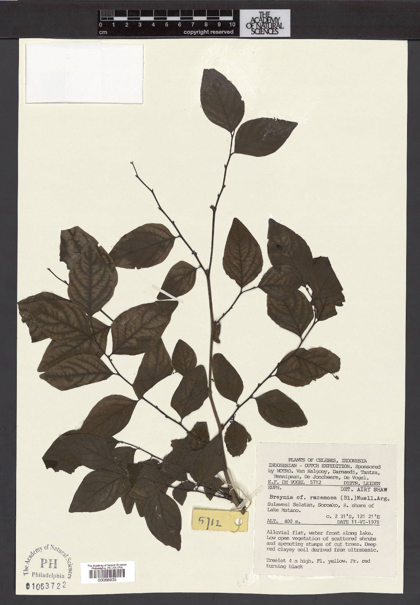 Breynia racemosa image