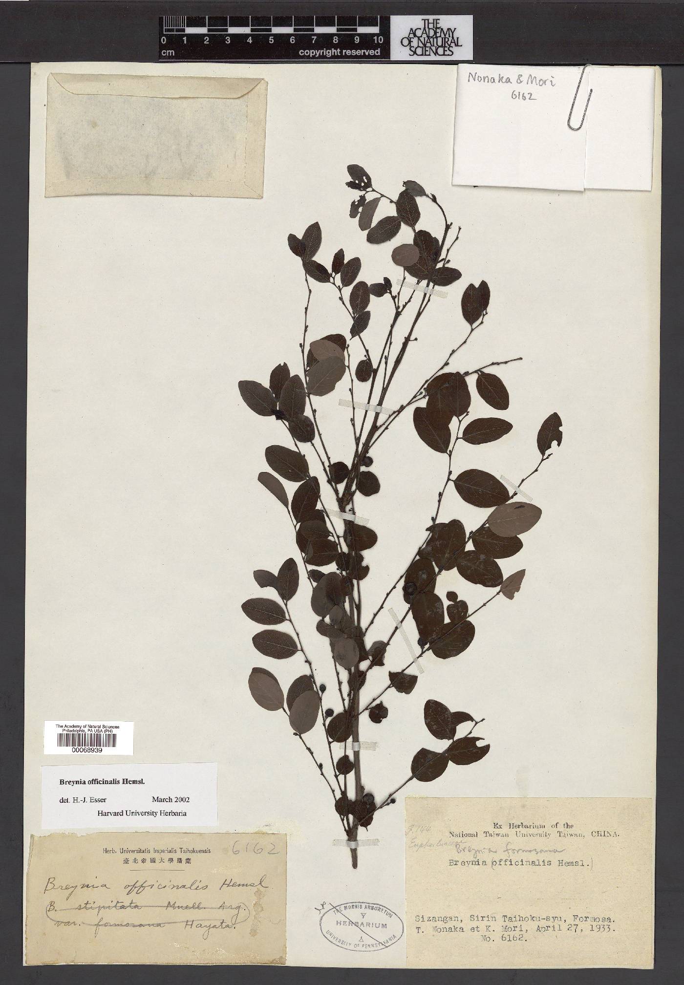 Breynia vitis-idaea image