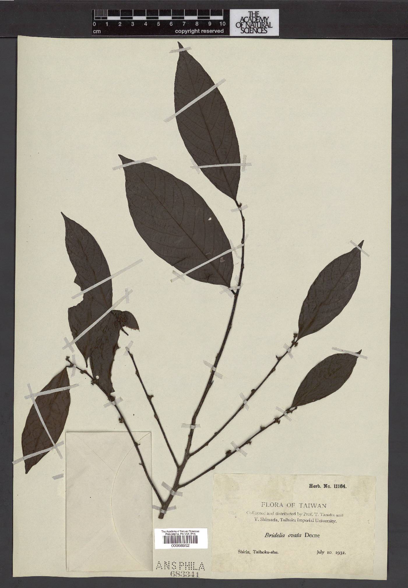 Bridelia ovata image