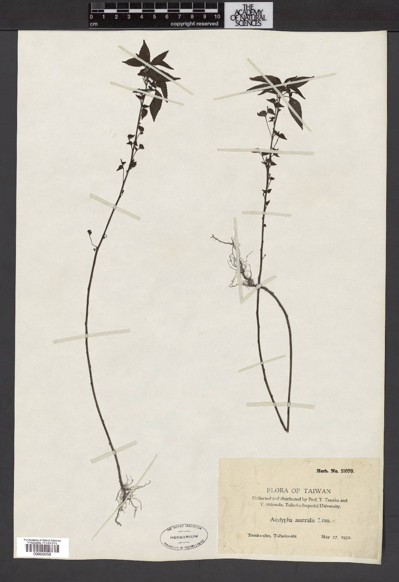 Acalypha australis image