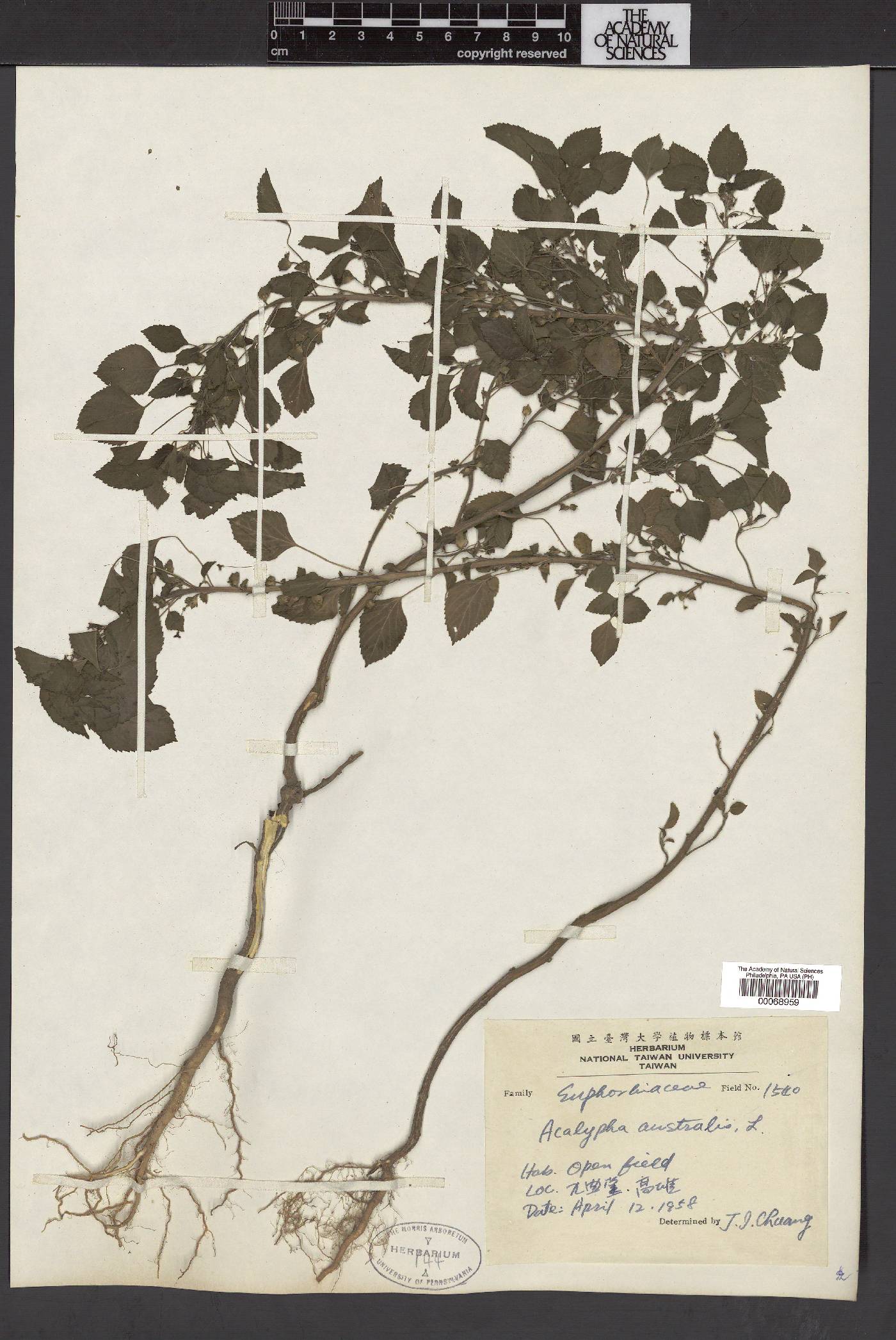 Acalypha australis image