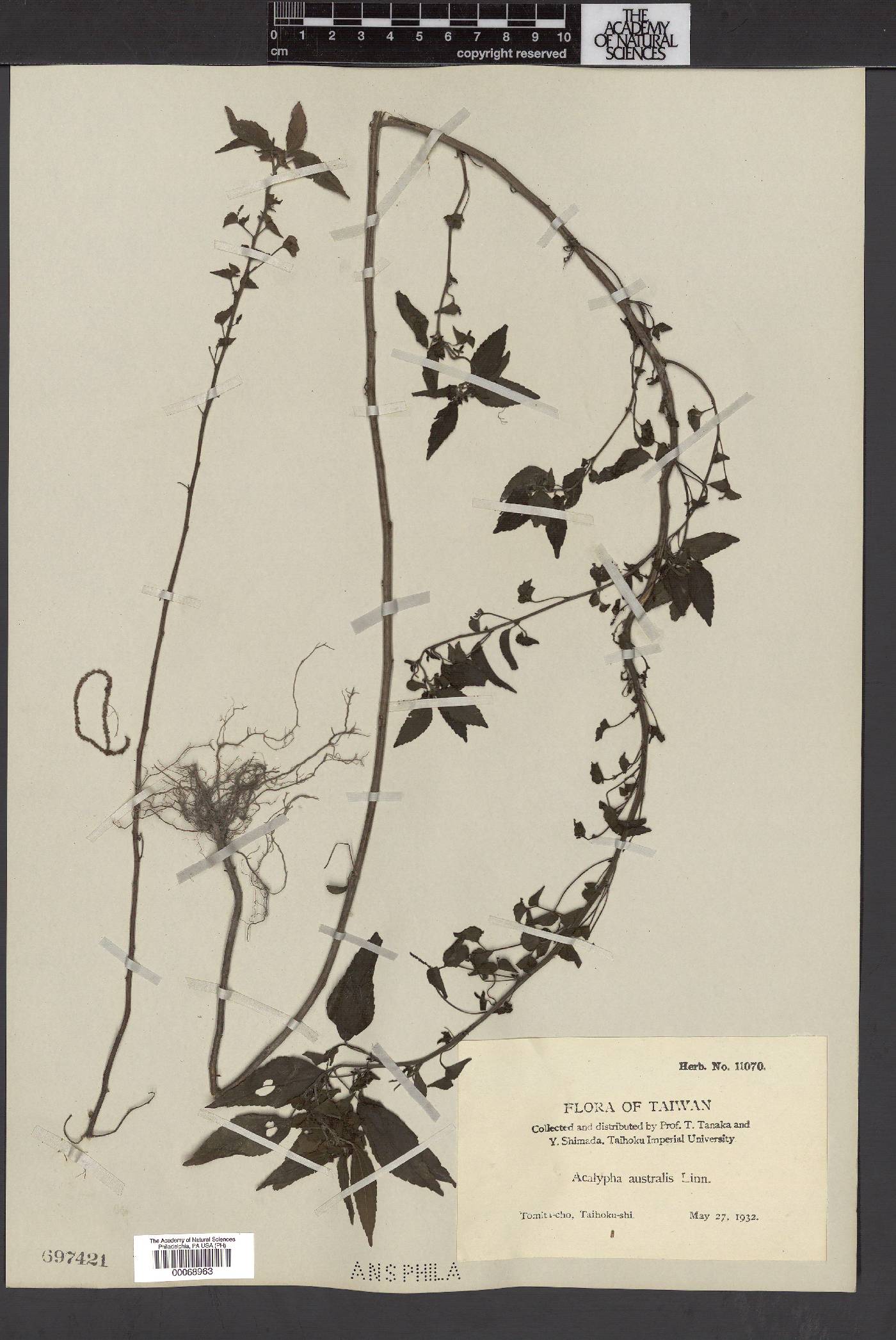 Acalypha australis image