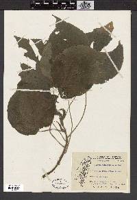 Acalypha cardiophylla image