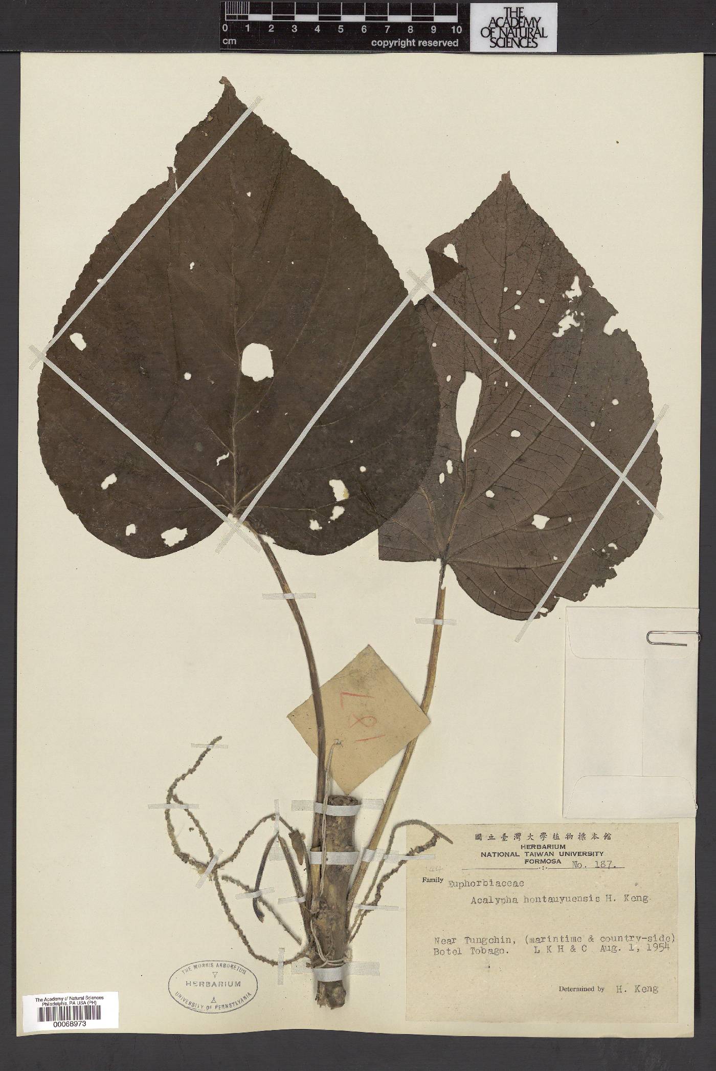 Acalypha cardiophylla image