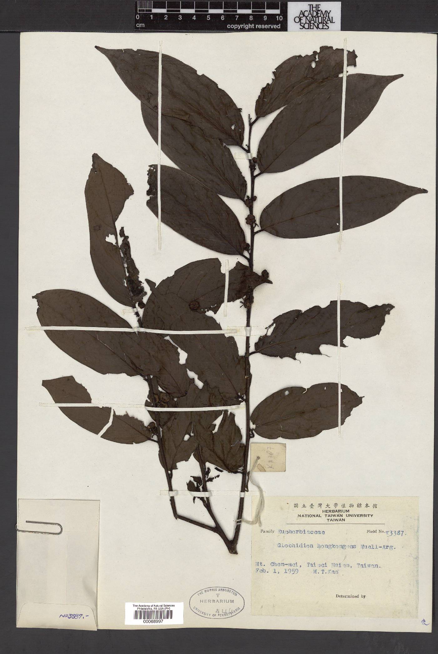 Glochidion zeylanicum var. zeylanicum image