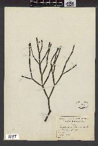 Euphorbia tirucalli image