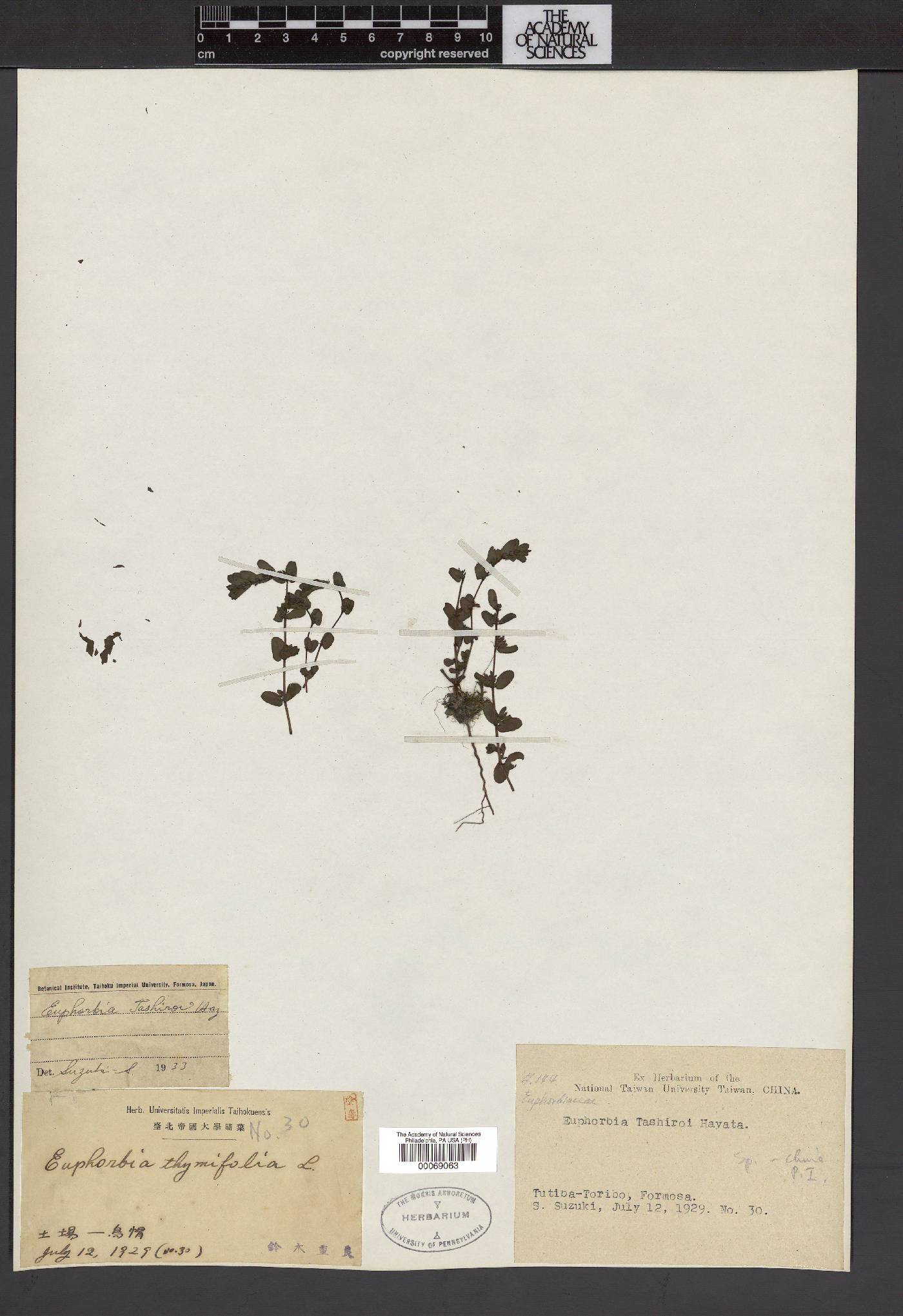 Euphorbia humifusa image