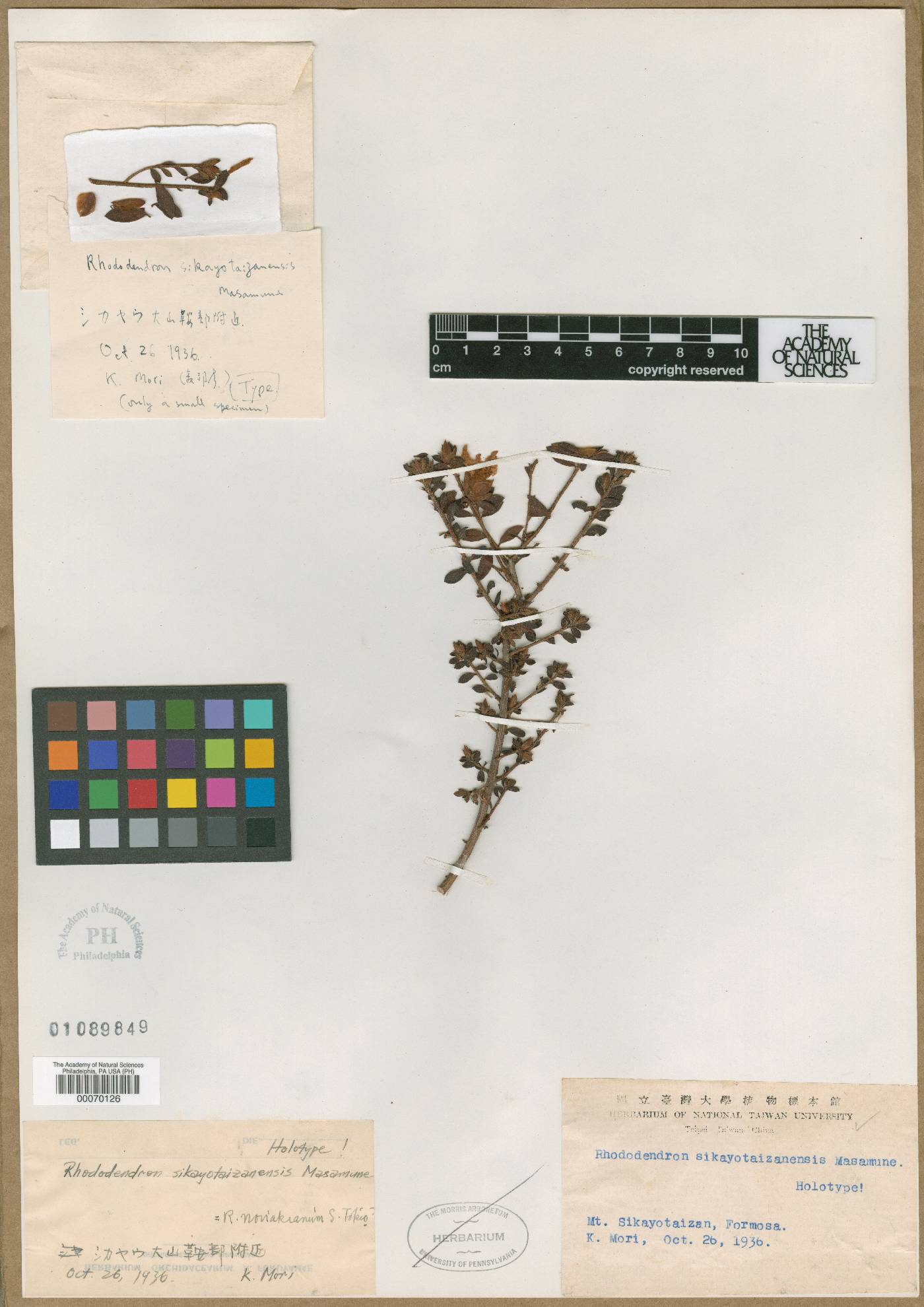 Rhododendron sikayotaizanense image