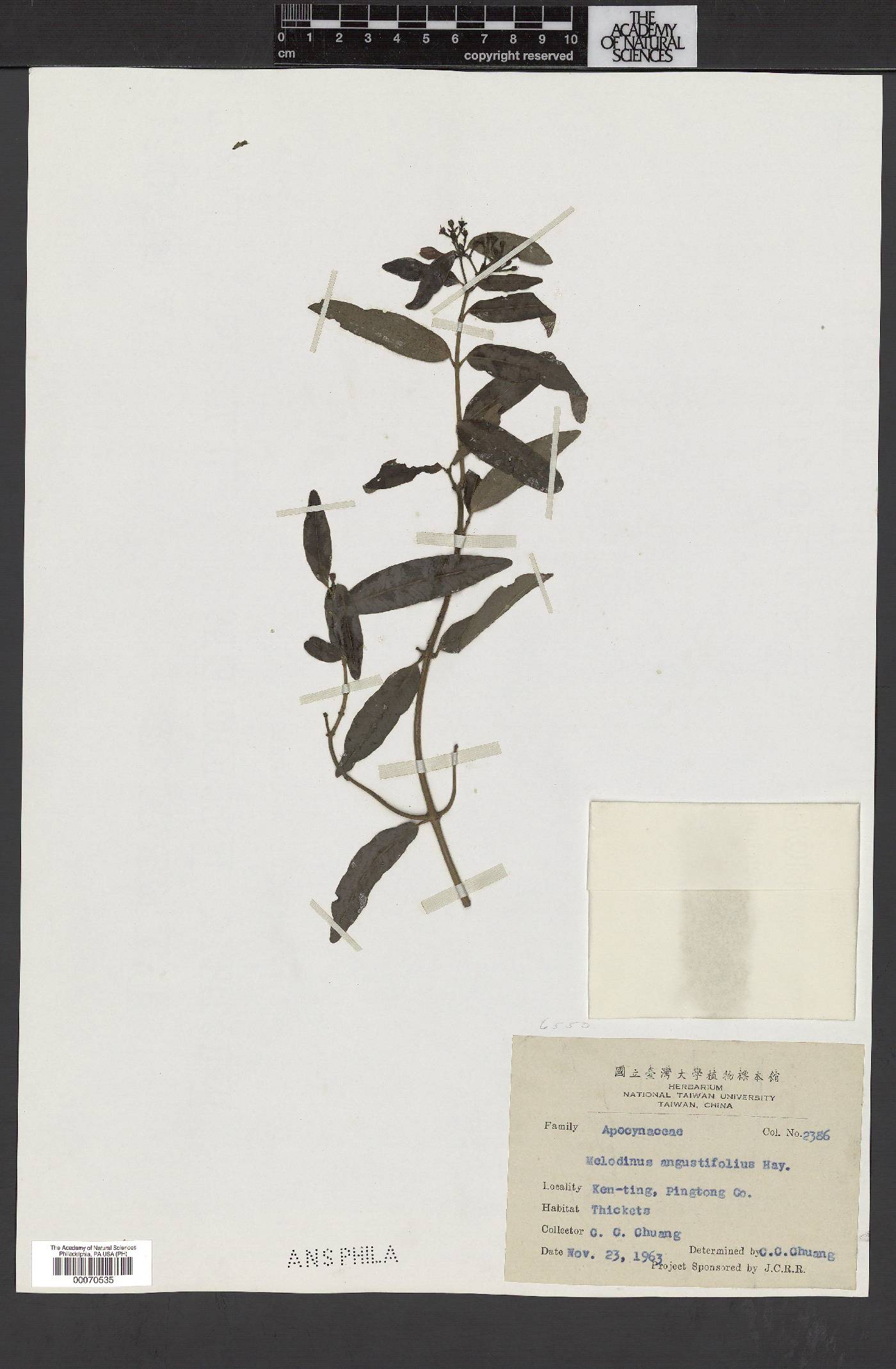 Melodinus angustifolius image