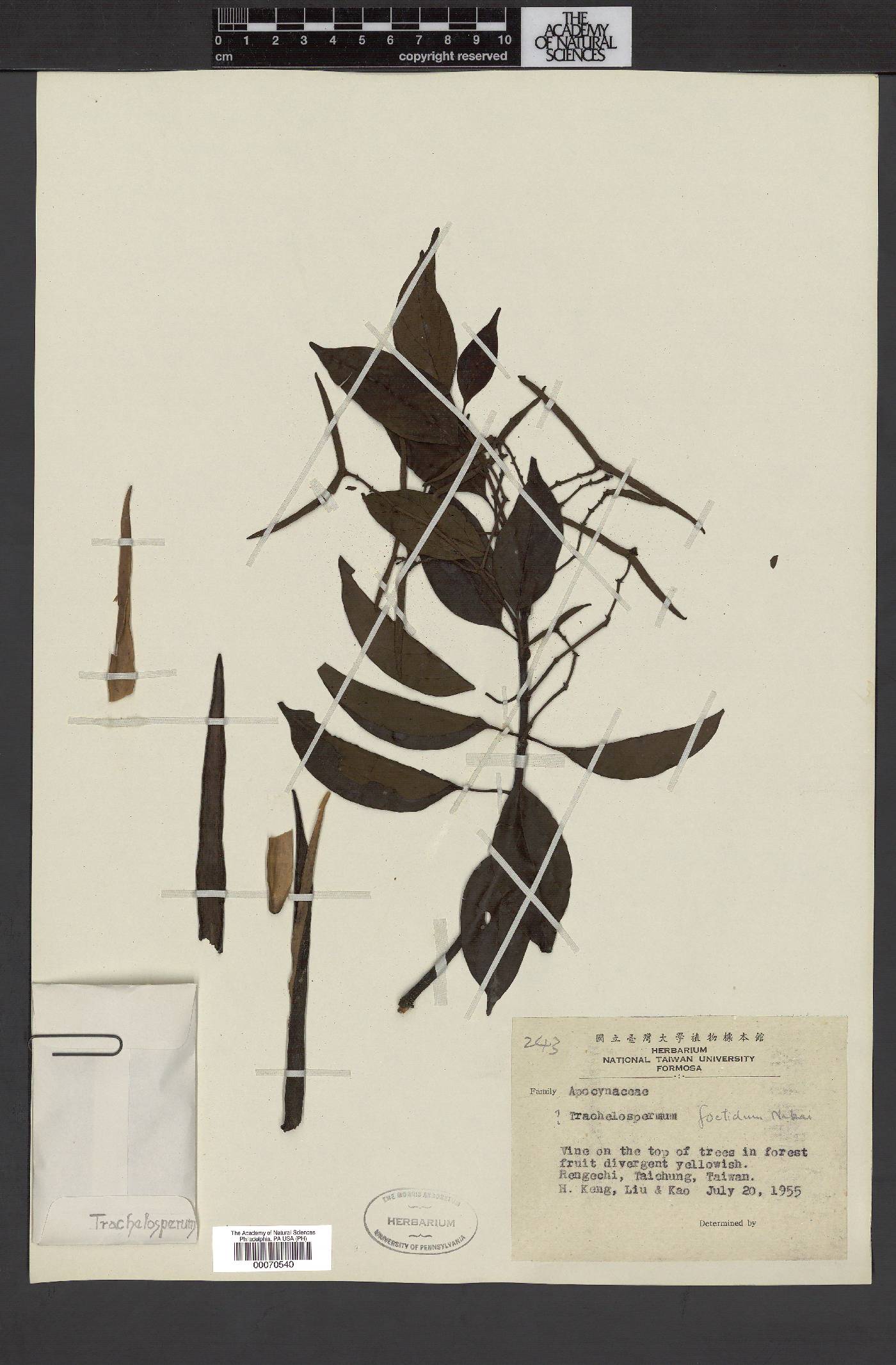 Trachelospermum gracilipes var. liukiuense image