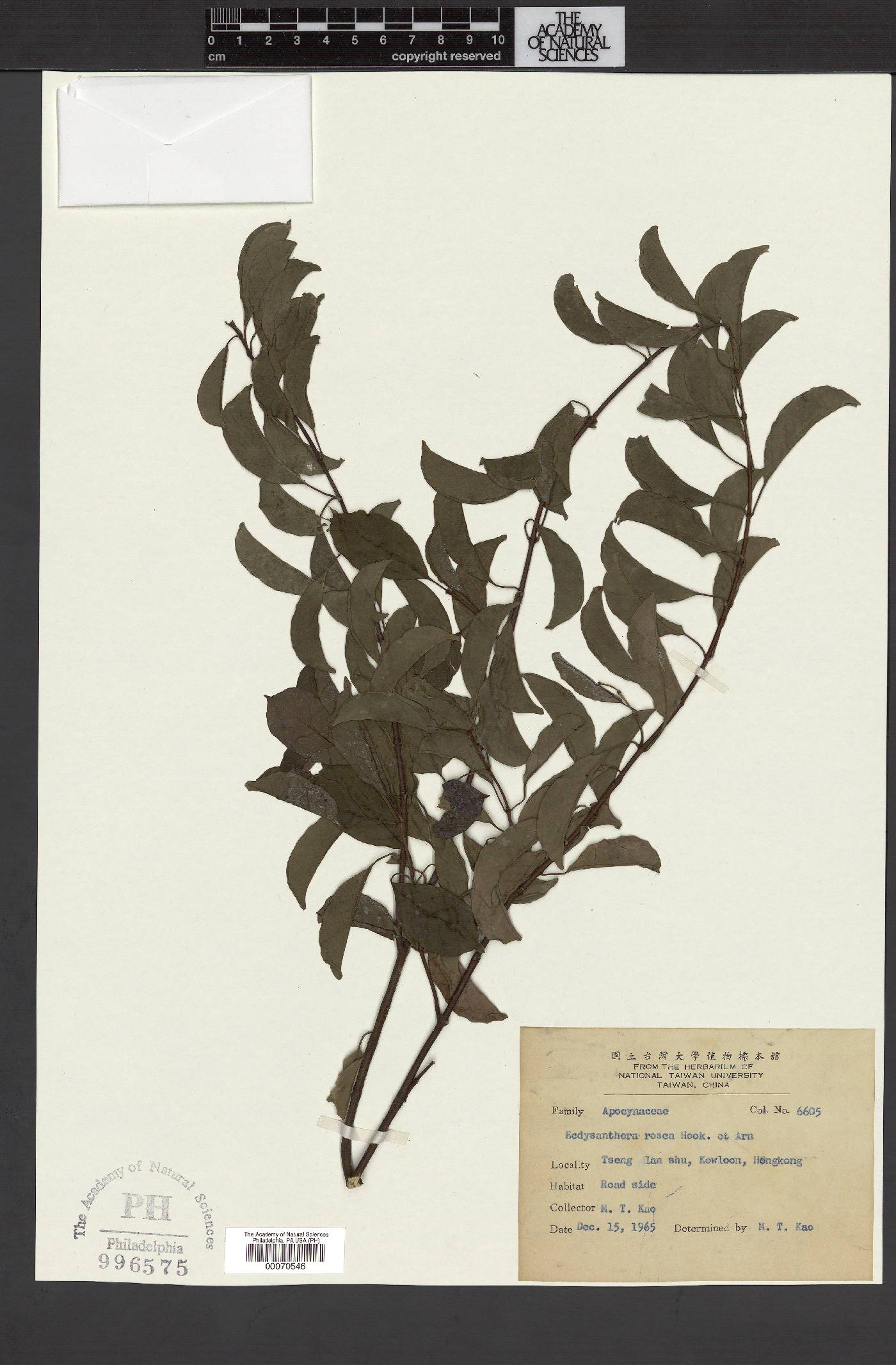 Urceola rosea image