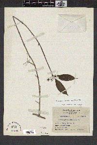 Aeschynanthus acuminatus image