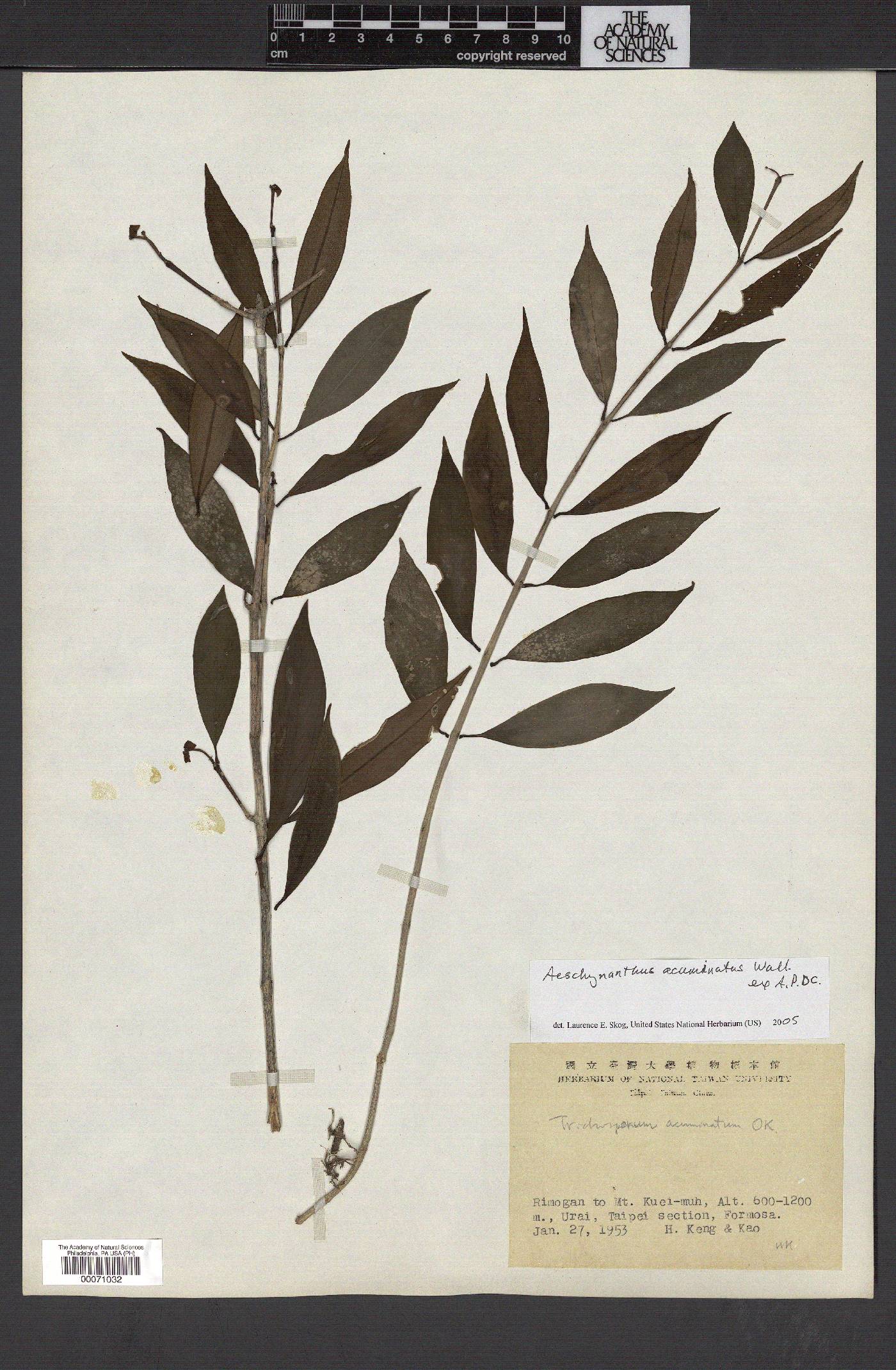 Aeschynanthus acuminatus image