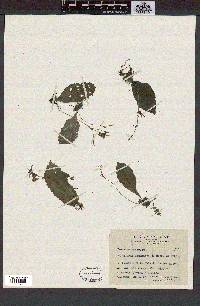 Conandron ramondioides image