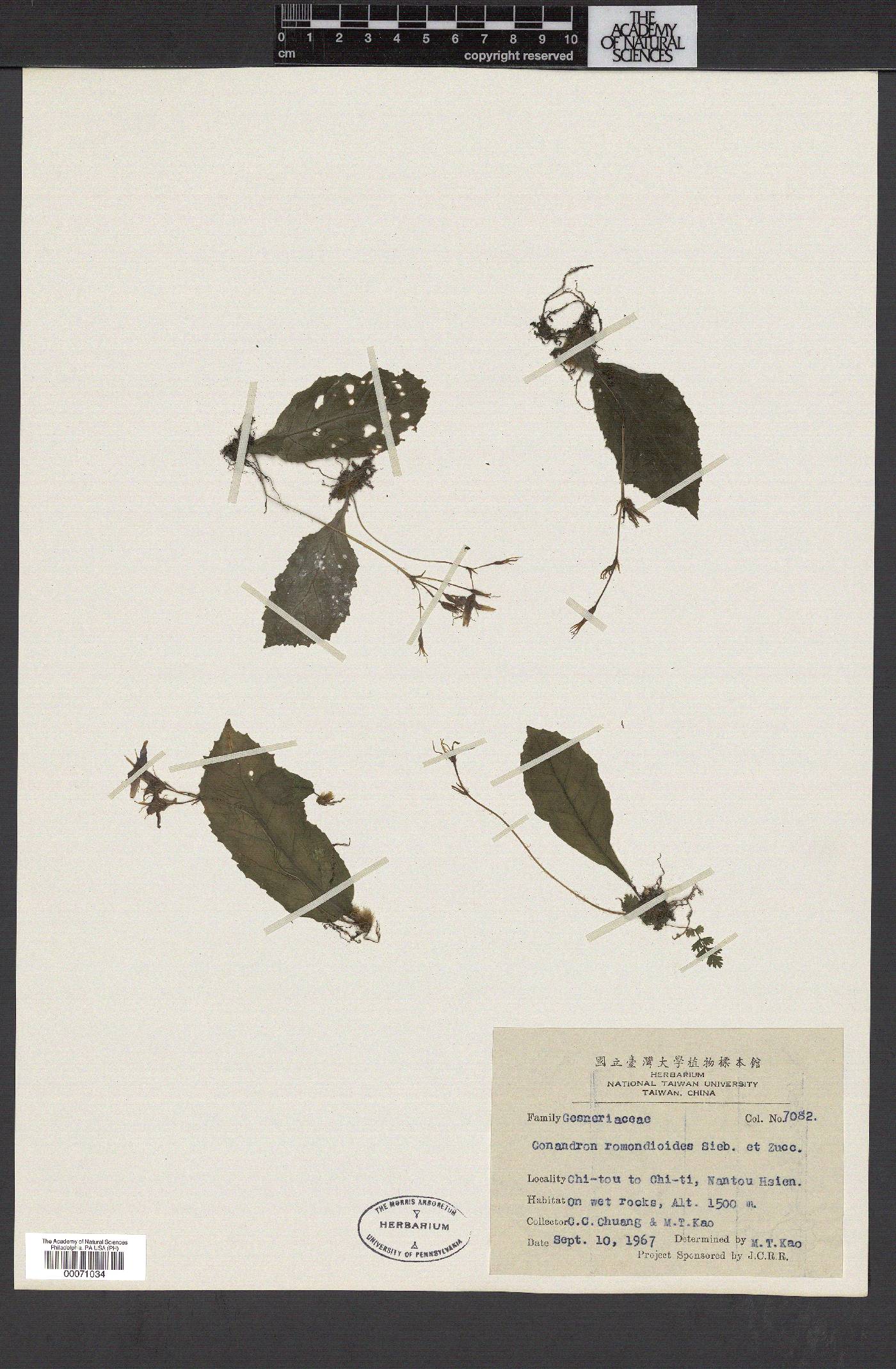 Conandron ramondioides image