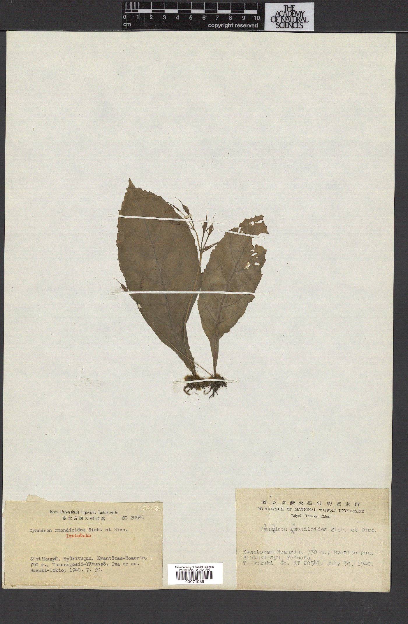 Conandron ramondioides image