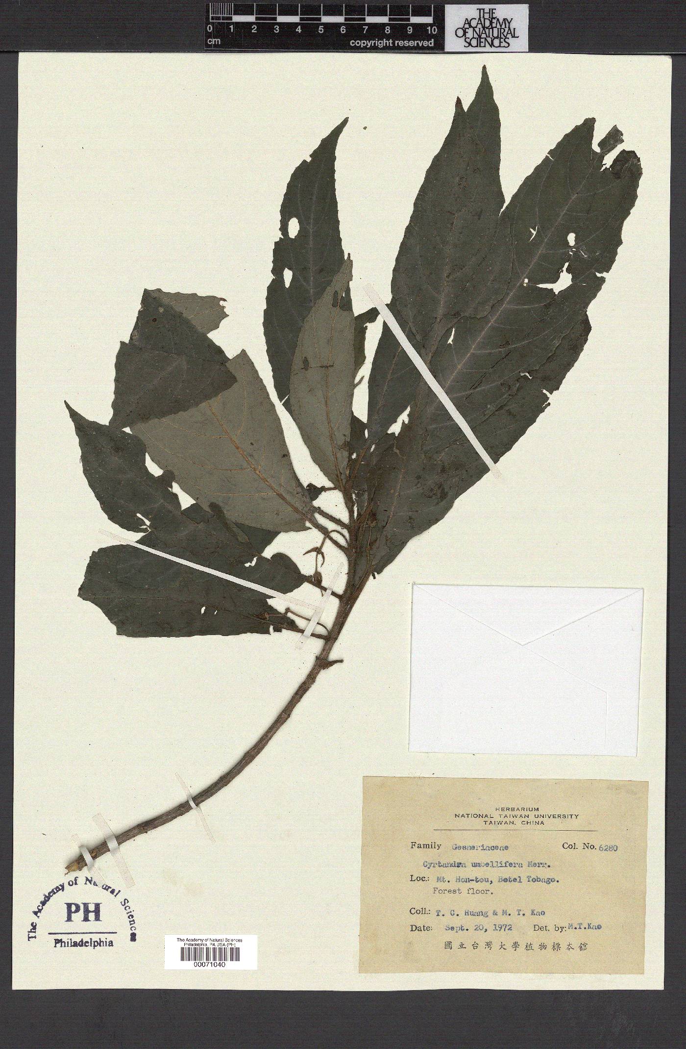 Cyrtandra umbellifera image