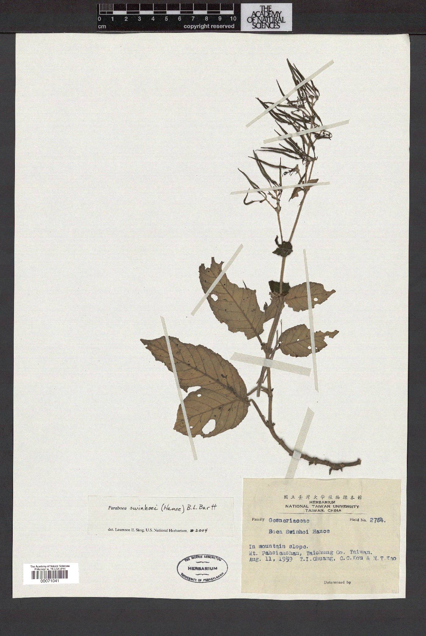 Paraboea swinhoei image