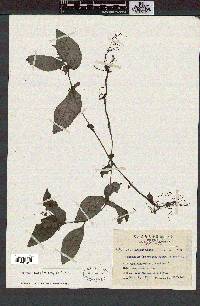 Whytockia sasakii image