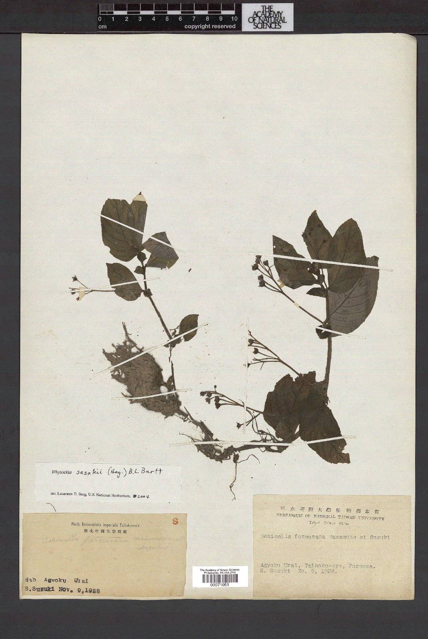 Whytockia sasakii image