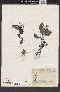 Whytockia sasakii image