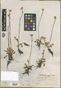 Micranthes integrifolia image